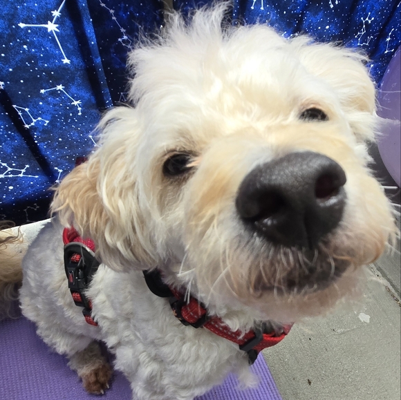 Meet your Posher, Raven - Picture 4 of 16